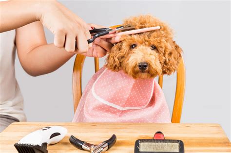 It's Hot Out! Should You Shave Your Dog? - DOGVENTURE HQ