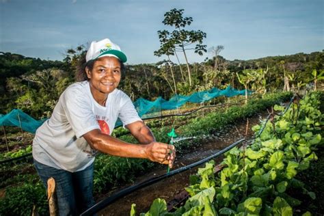 Agricultores familiares já podem aderir ao Garantia Safra 2021 2022