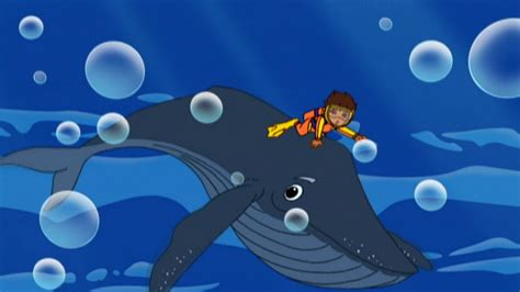 Go Diego Go Humpback Whale Rescue