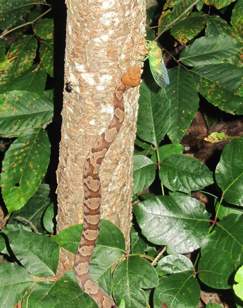 Long Island Cicadas: Copperheads vs. Cicadas - July 2014