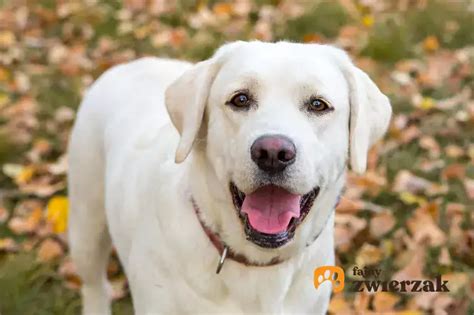 Labrador Biszkoptowy Informacje Wymagania Tresura Choroby