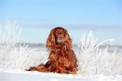 在雪地的红色爱尔兰塞特犬高清图片下载 正版图片503158231 摄图网