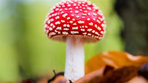 Microdosing with Amanita — Majestic Amanita