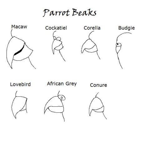 Parrot, African grey, Beak