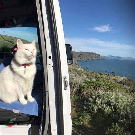 Travelling with a cat – Artofit