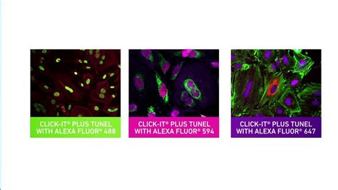 Click It® Plus Tunel Apoptosis Assays Youtube