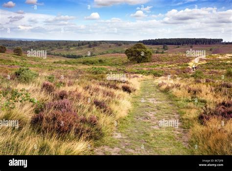 Cannock Chase Staffordshire England Stock Photo Alamy