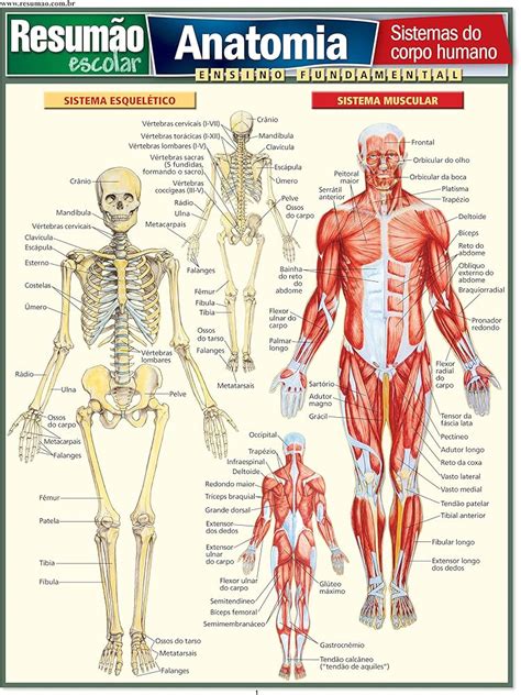 Trabalhos Sobre O Corpo Humano - Corpo Humano Tudo Sobre O Corpo Humano Ciência Do Corpo, 56% OFF