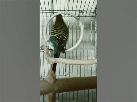 попуги - YouTube