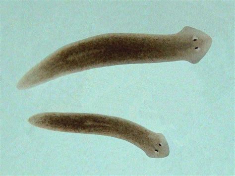 Biomax NO planaria | befreit Ihr Aquarium von Planaria | €13,50 ...