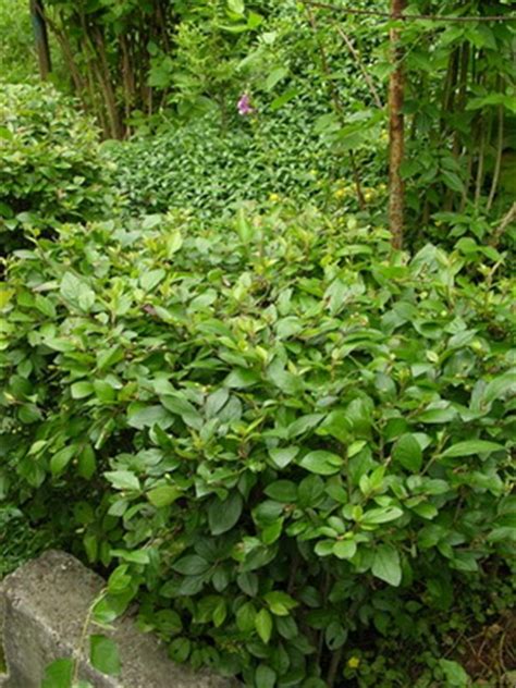 Саженцы кизильника блестящего - купить оптом и розницу по низкой цене с ...