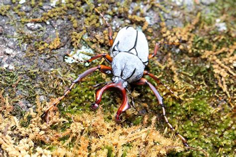 Dicronocephalus bourgoini Endemic to Taiwan male 臺灣角金龜 Flickr