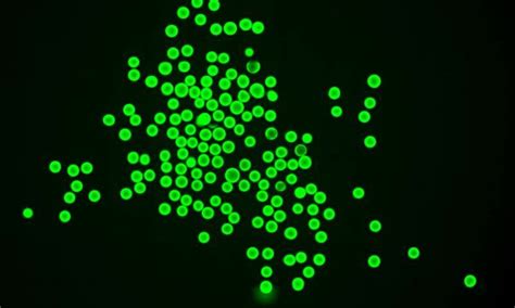 Microgel immuno-acceptance method could improve pancreatic islet ...