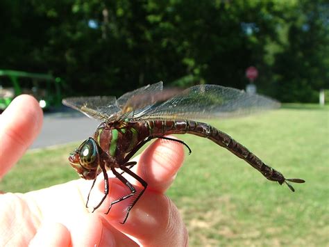 What Do Dragonflies Eat The Infinite Spider