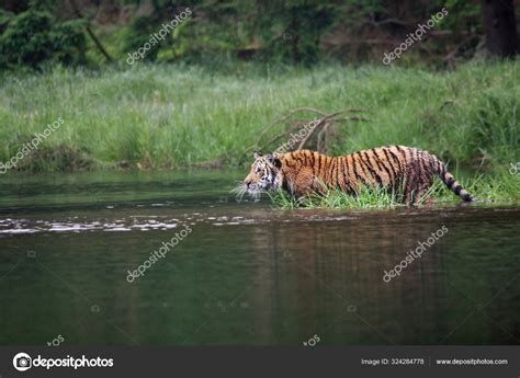 Сибирский тигр (Panthera tigris Tigris) или Амурский тигр (Panthera ...