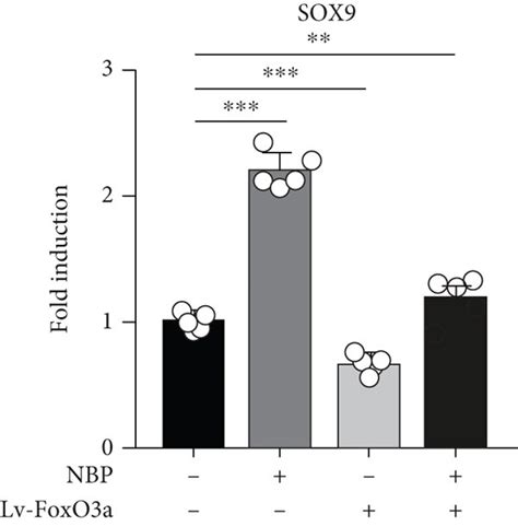 Nbp Increases Ecm Anabolism In Human Oa Chondrocytes By Regulating Download Scientific Diagram