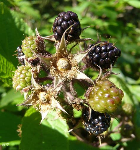 Куманика (111 фото) » НА ДАЧЕ ФОТО