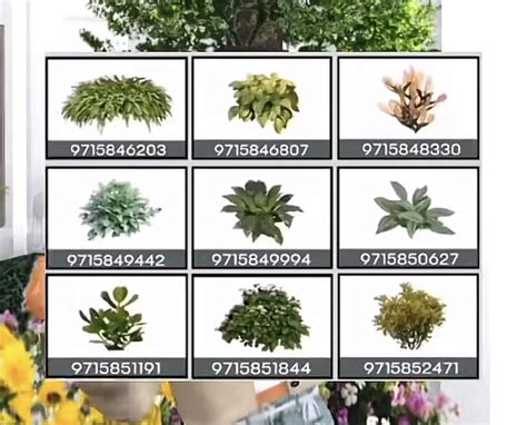 Top 5 House Plants For A Healthy Home