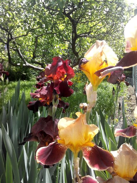 Пересадка ирисов осенью на другое место