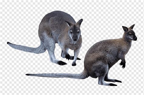 Wallaby Jumping