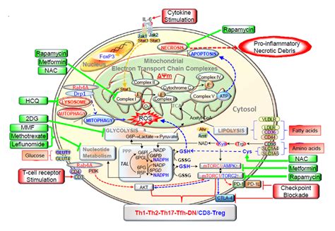 Metabolic Targets For Treatment Of Autoimmune Diseases