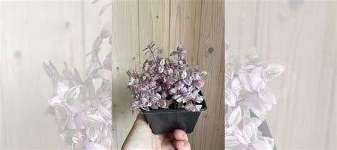 Коллизия розовая пантера купить в Люберцах | Товары для дома и дачи | Авито