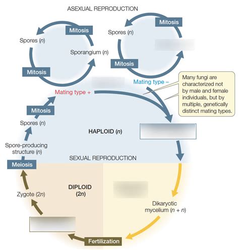 Lecture 4 Fungi Diagram Quizlet