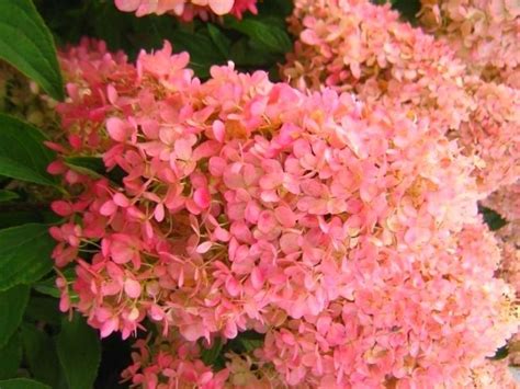 Гортензия Мэджикал Кэндл (Hydrangea Paniculata Magical Candle ...
