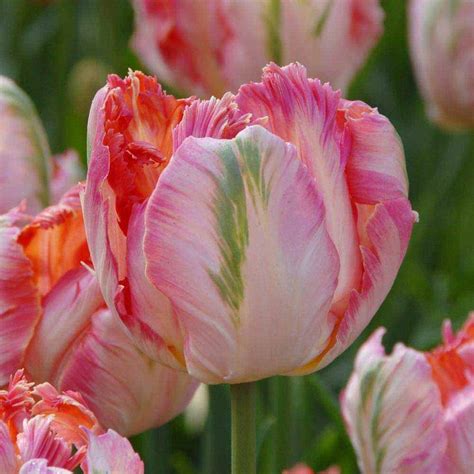 Tulip Apricot Parrot Tulip Bulbs Van Meuwen Bulb Flowers