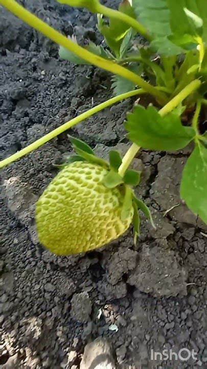 Сорт клубники Вима Тарда - YouTube