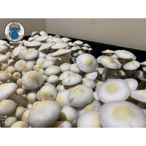 Leucistic Jedi Mind Fuck Research Plate SporeSwaps