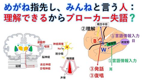 国試対策：暗記からの卒業 54話 言語中枢と失語 Youtube