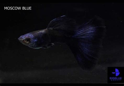 MOSCOW BLUE – BIG BLUE INTER FARM