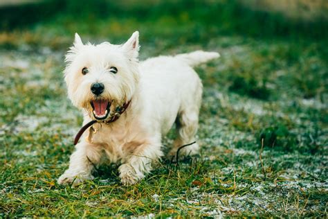 West Highland Terrier White