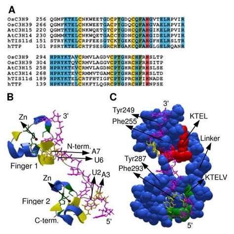 Sequence logos for the CCCH zinc finger motifs of Arabidopsis and rice ... 