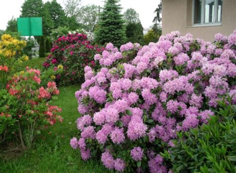 Кустарник рододендрон фото - Дневник садовода Kateflowershop.ru