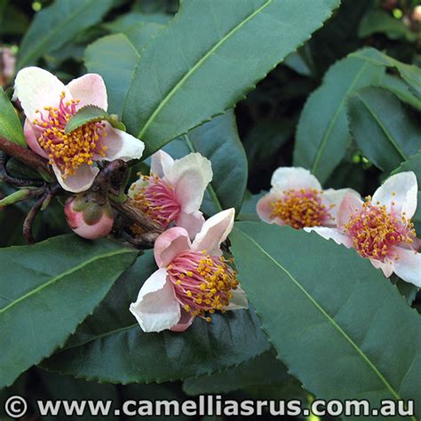 Camellias for sale - Camellias R Us