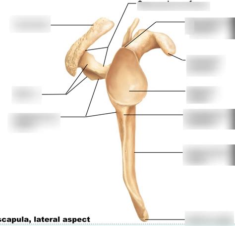 Scapula Lateral View Diagram Quizlet