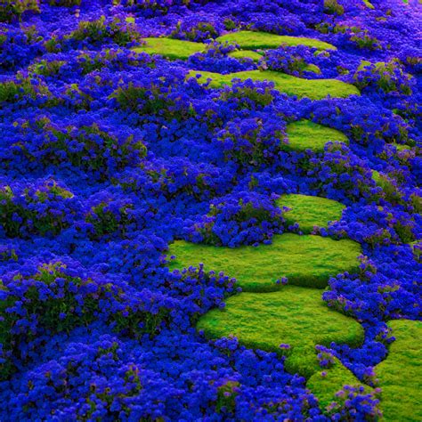 Blue Creeping Ground Cover 34 Best Low Maintenance Groundcover Plants