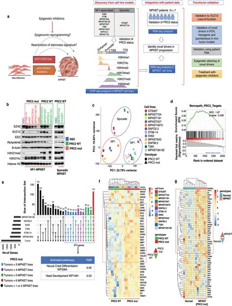 Prc Functional Loss Confers A Dedifferentiated Neural Crest Nc