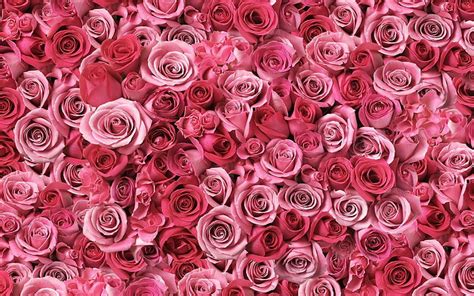 HD wallpaper: pink high resolution widescreen, backgrounds, full frame, rose | Wallpaper Flare