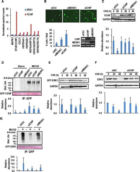 Chip Is The Major E Ubiquitin Ligase Mediating Y F Ubiquitination