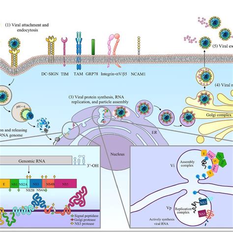 Replication Cycle Of Zika Virus Download Scientific Diagram