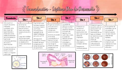 Linea Del Tiempo Desarrollo Embrionario Y Fetal Reverasite Images And Nbkomputer