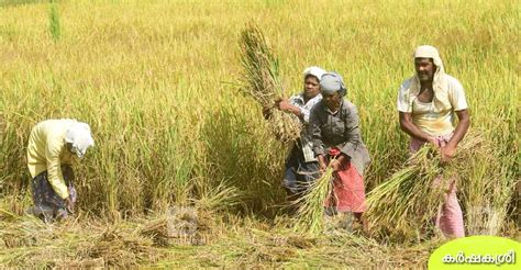 paddy harvesting
