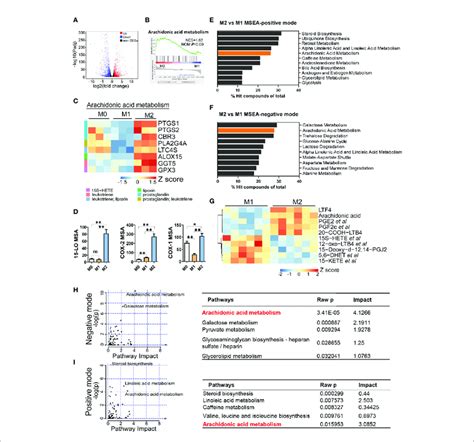 Arachidonic Acid Metabolism Is Enhanced In M2 Macrophages A