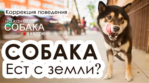 Собака подбирает и ест с земли. Как исправить. - YouTube