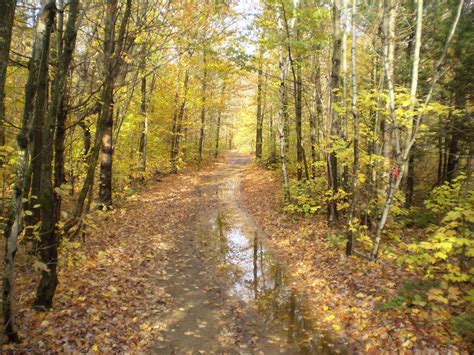 Forest Path Free Stock Photo Public Domain Pictures