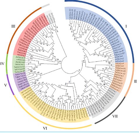 Figure From Wheat Gibberellin Oxidase Genes And Their Functions In