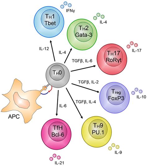 T Lymphocyte Subsets T Cell Subsets